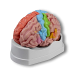 Functional Brain Model 5-Piece